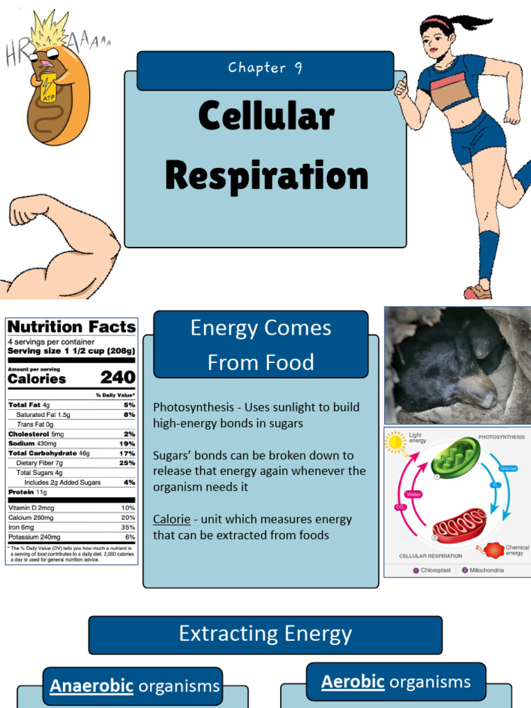 Reid 2026 Cell Energetics - Cellular Respiration | PDF | Cellular ...