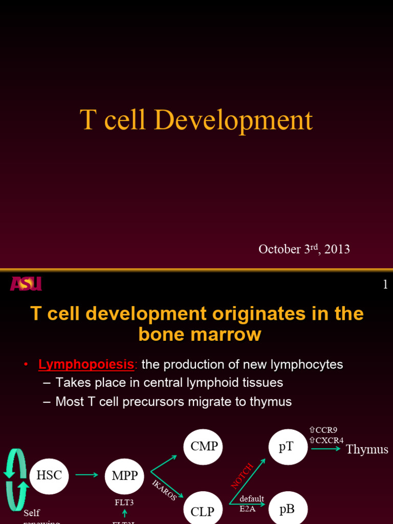 T Cell Development | PDF