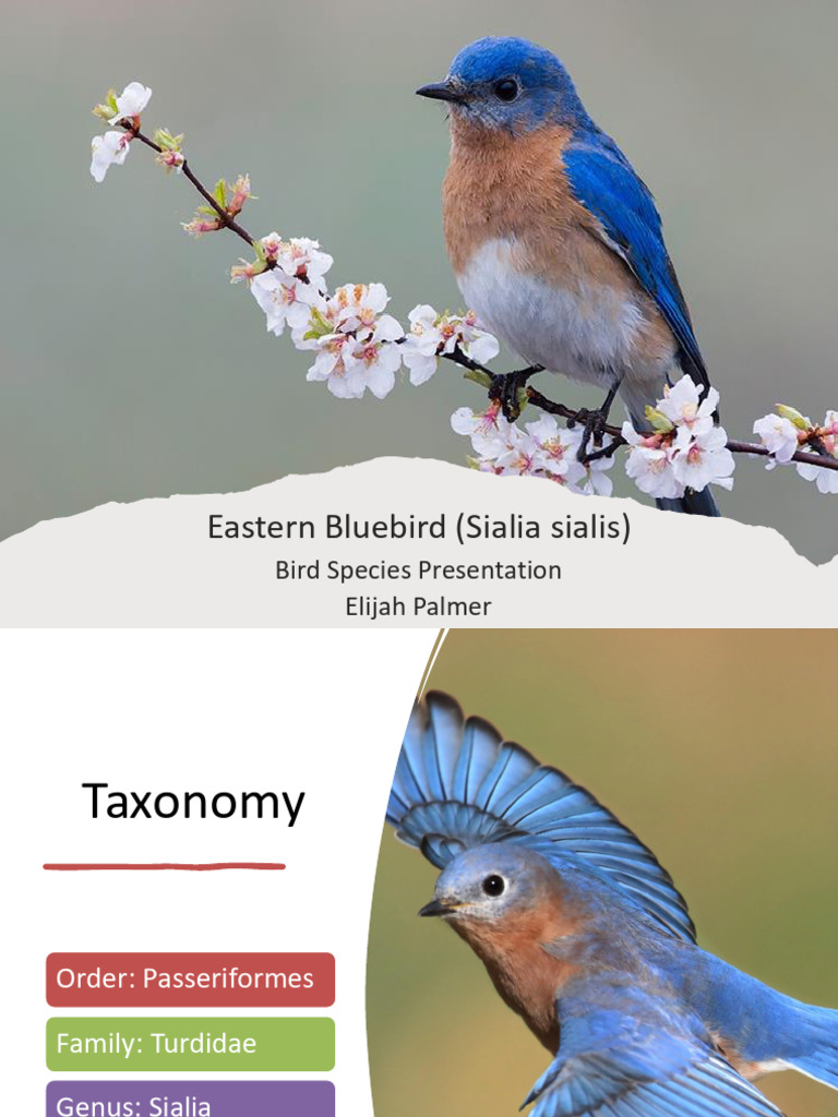 Eastern Bluebird | PDF
