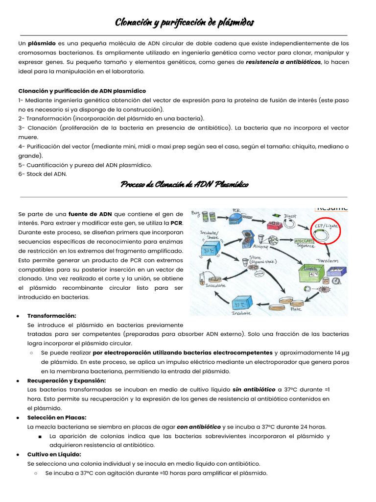 Clonación y Purificación de Plásmidos | PDF | Plásmido | Adn