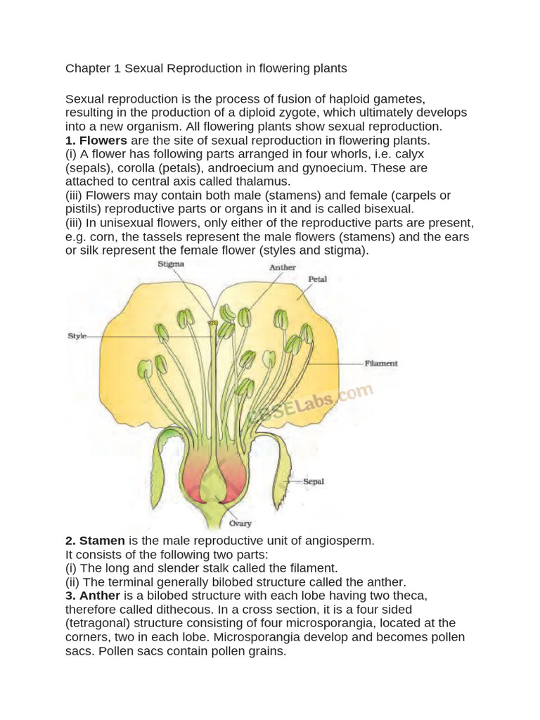 Chapter 1 Sexual Reproduction in Flowering Plants Notes | PDF