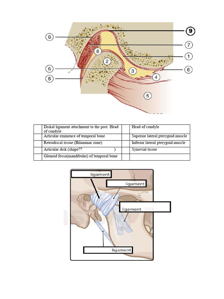 TMJ Work Sheet | PDF