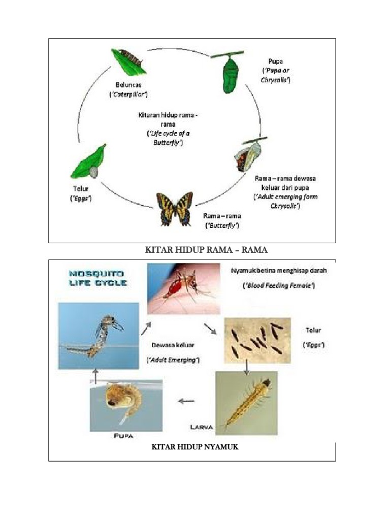 Kitar Hidup Rama | PDF