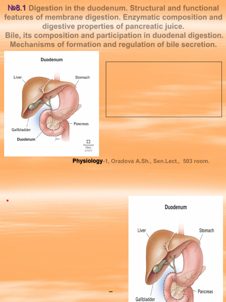 №8.1_Digestion in the duodenum. Structural and functional features of ...