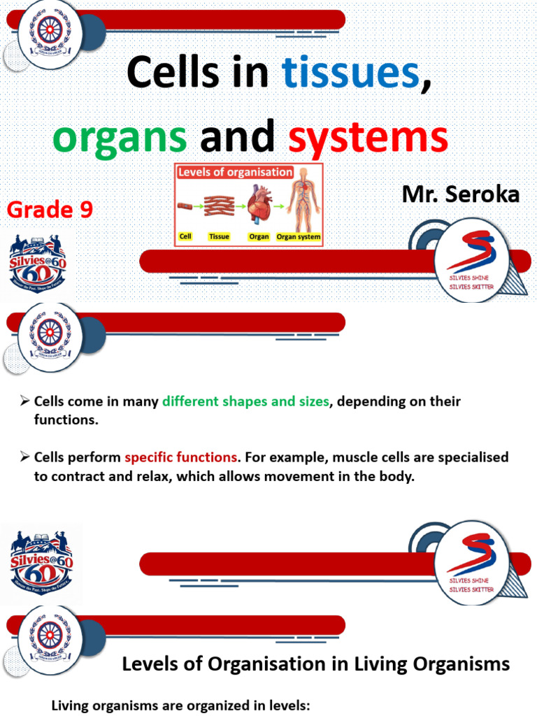 Topic 2 - Cells in Tissues, Organs and Body Systems | PDF