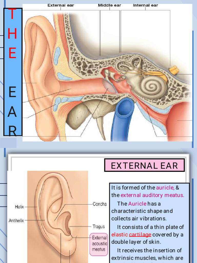 9-Anatomy of the Ear | PDF