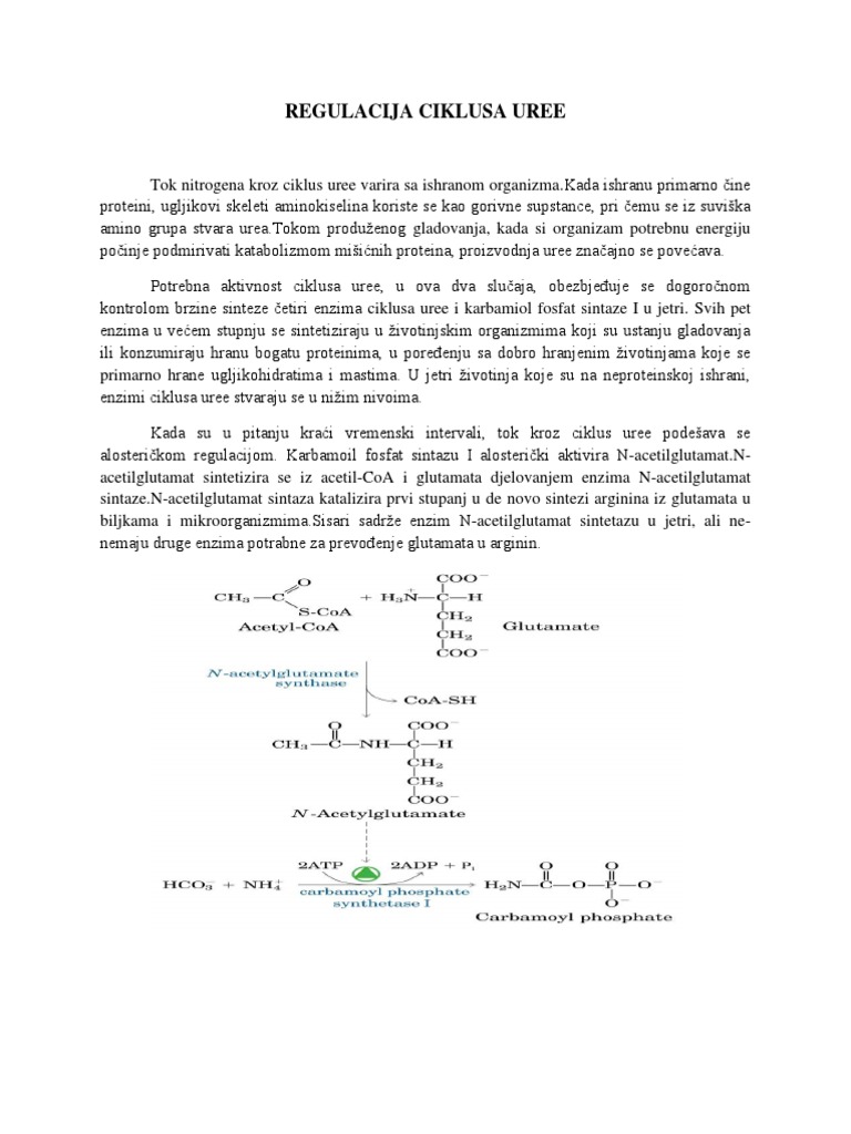 03regulacija Ciklusa Uree | PDF