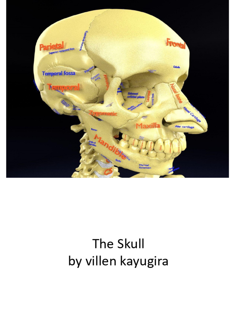 Skull Anatomy Presentation | PDF