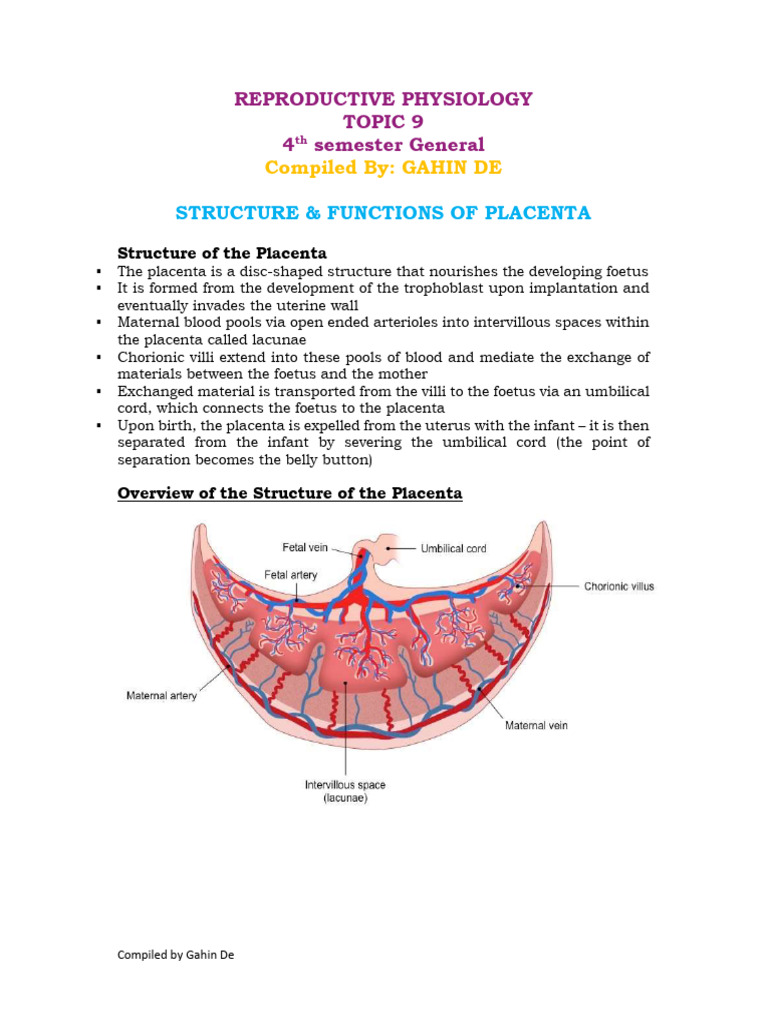 Structure & Functions of Placenta 4g | PDF | Placenta | Fetus