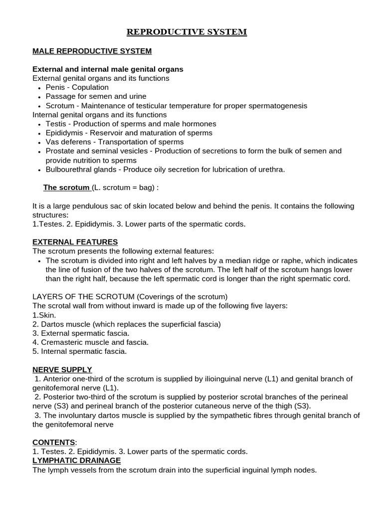 Reproductive System Male Reproductive System External and Internal Male ...