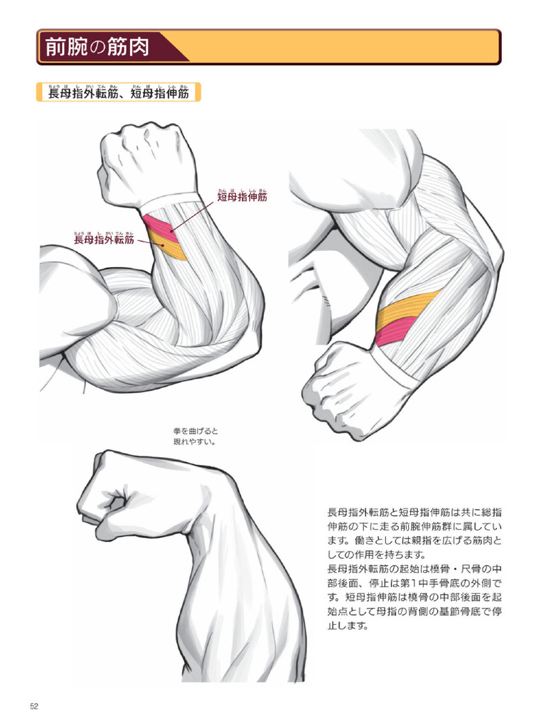 How to Draw Strong Muscles.pdf (1) | PDF