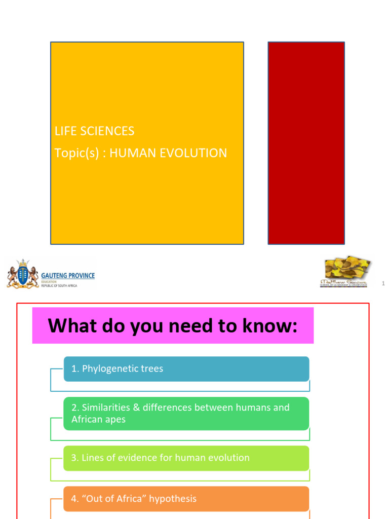 Lesson 5- Human evolution p1 | PDF | Hominidae | Homo