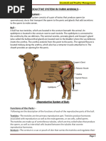 Goat Reproductive Anatomy Overview | PDF | Testicle | Reproductive System
