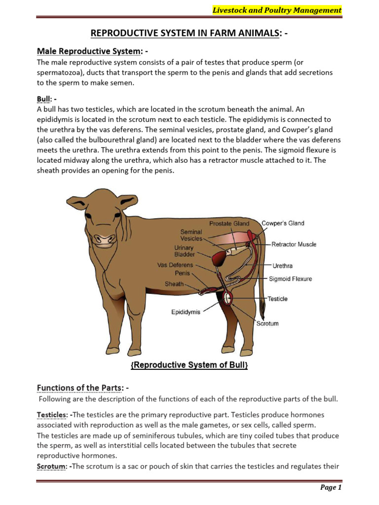Reproductive System in Farm Animals | PDF | Testicle | Reproductive System