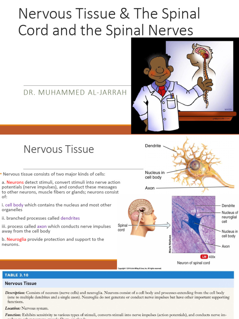 Nervous System Lecture | PDF | Spinal Cord | Nervous System