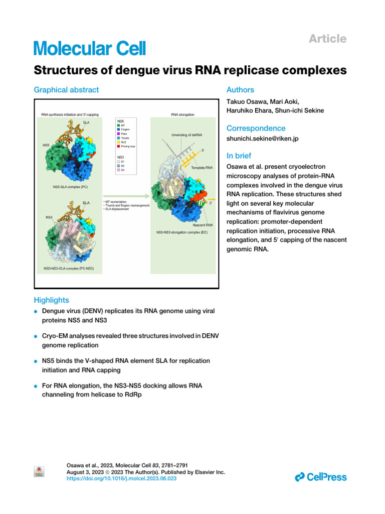 2023, Structures of Dengue Virus RNA Replicase Complexes | PDF | Rna ...