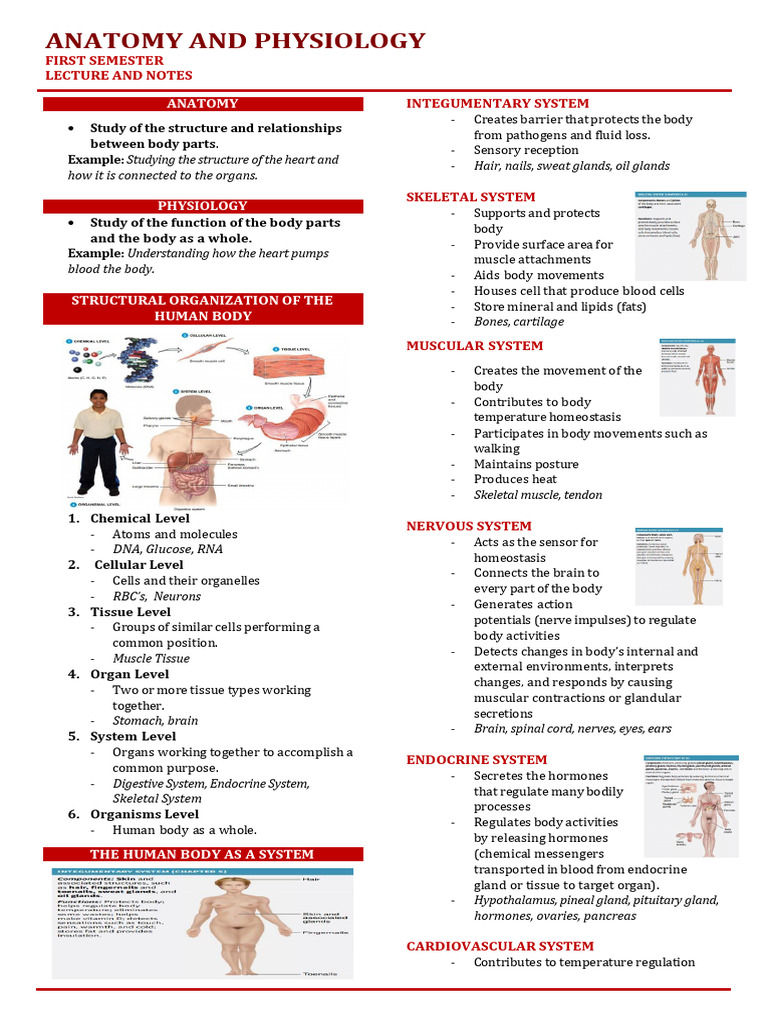 Anatomy and Physiology | PDF | Human Body | Cell (Biology)
