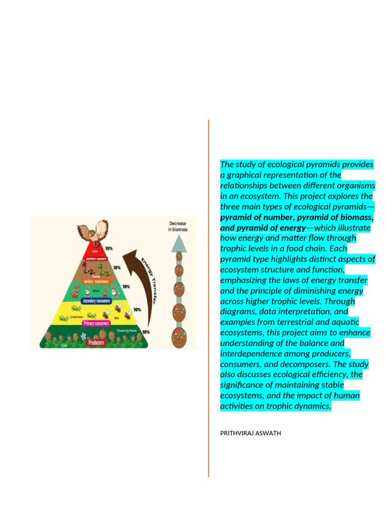ECOLOGICAL PYRAMID PROJECT Edited 2 | PDF | Food Web | Ecology