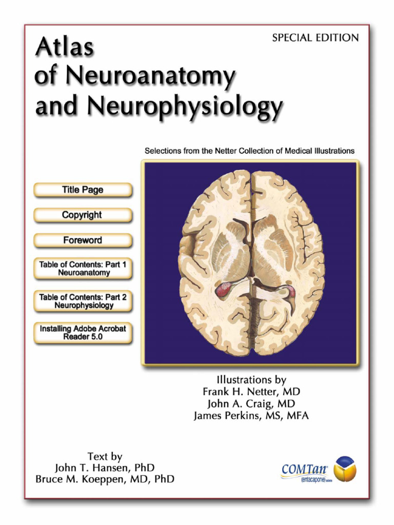 Neuroanatomy & Neurophysiology | PDF | Brainstem | Cerebellum