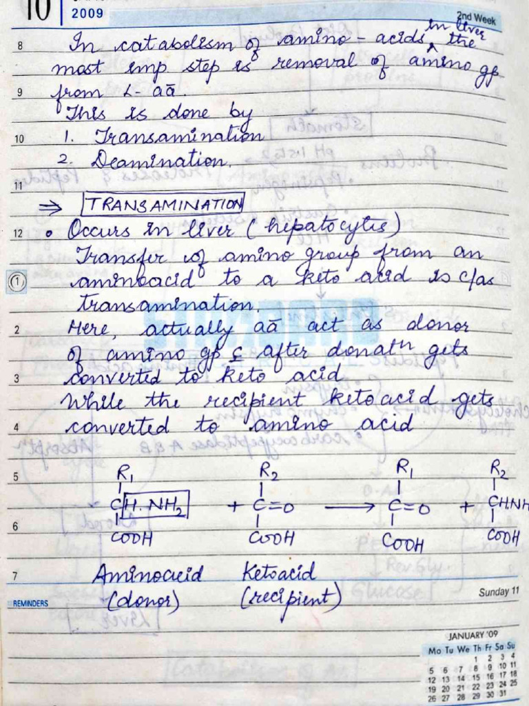 Transamination of Amino Acids | PDF | Molecular Biophysics | Organic Acids
