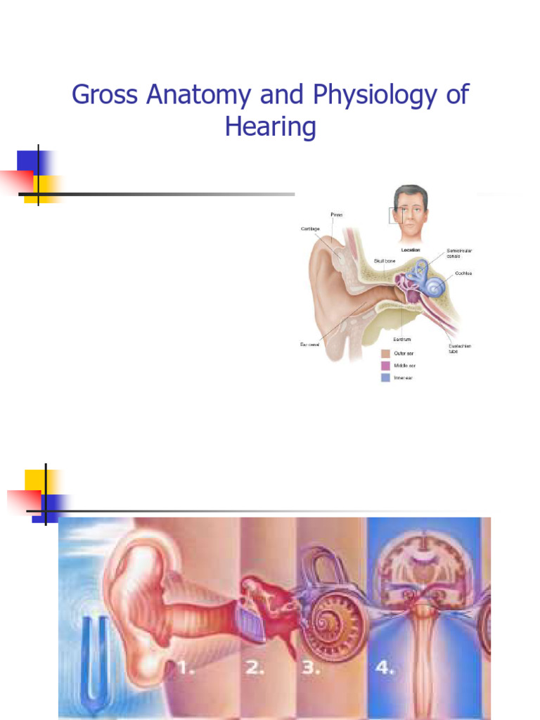 Gross Anatomy and Physiology of Hearing 2 | PDF | Ear | Auditory System