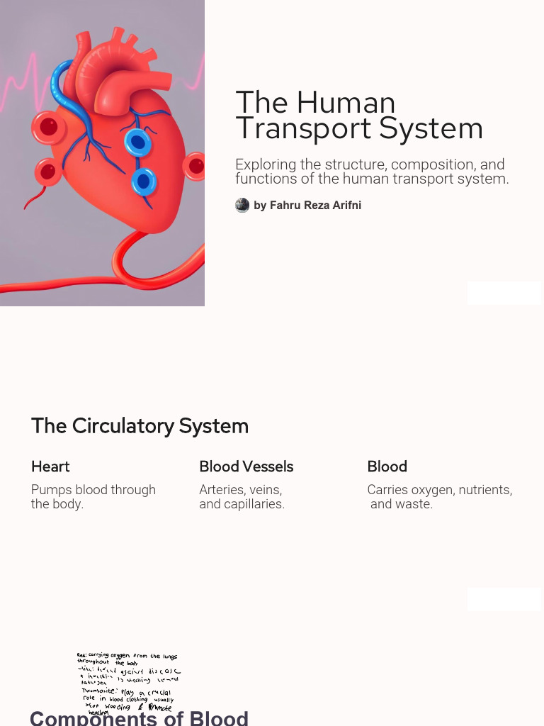 [BIOLOGY CHAPTER 9] the Human Transport System | PDF | Heart ...