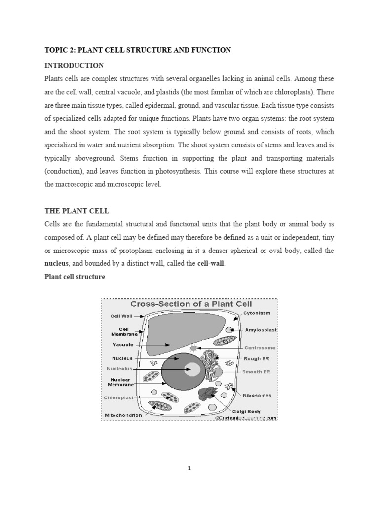 Topic 2. Plant Cell Structure and Function. | PDF | Plant Stem | Tissue ...