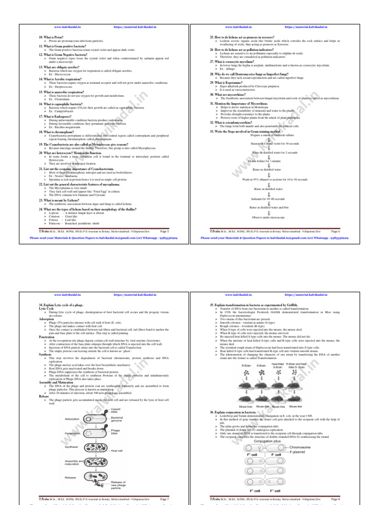 bbbb 1 | PDF | Cell (Biology) | Bacteriophage