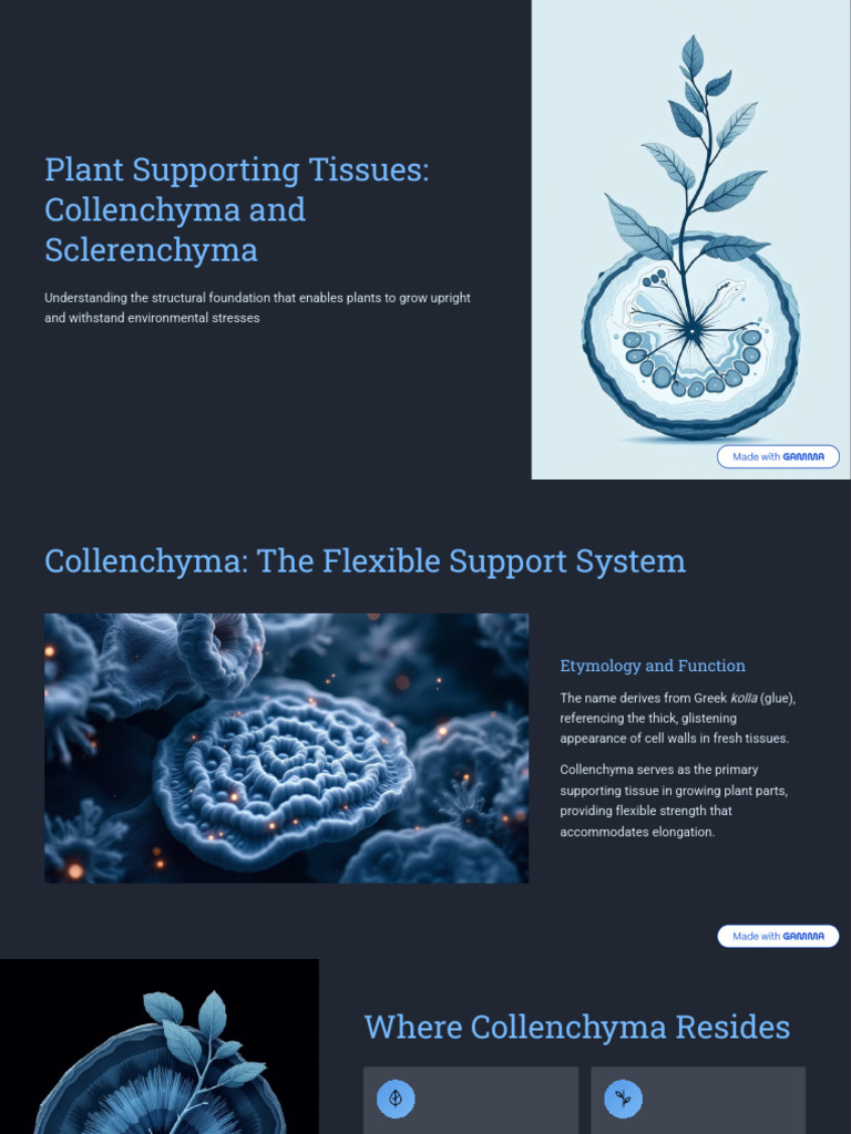 Plant-Supporting-Tissues-Collenchyma-and-Sclerenchyma | PDF | Plants ...