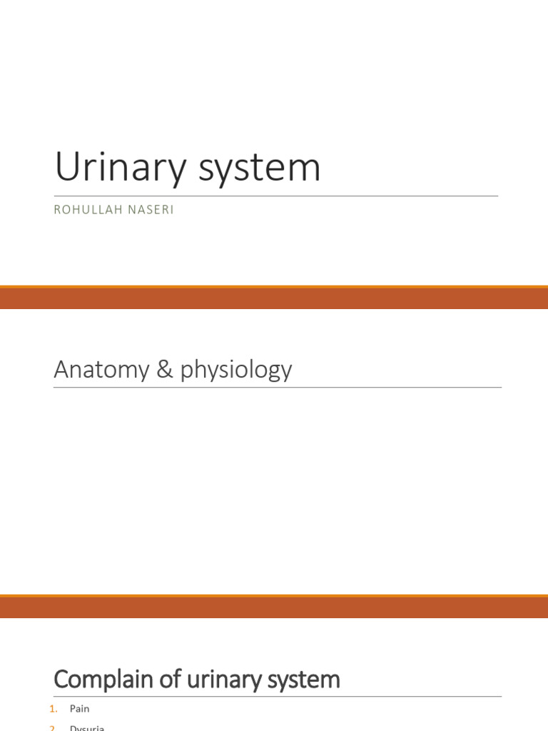 Lecture 11Urinary System | PDF