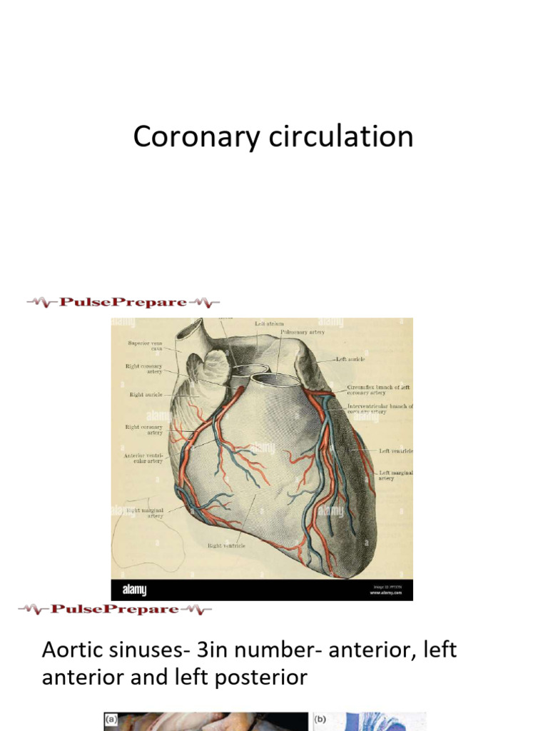 Coronary Circulation PDF | PDF | Coronary Circulation | Heart