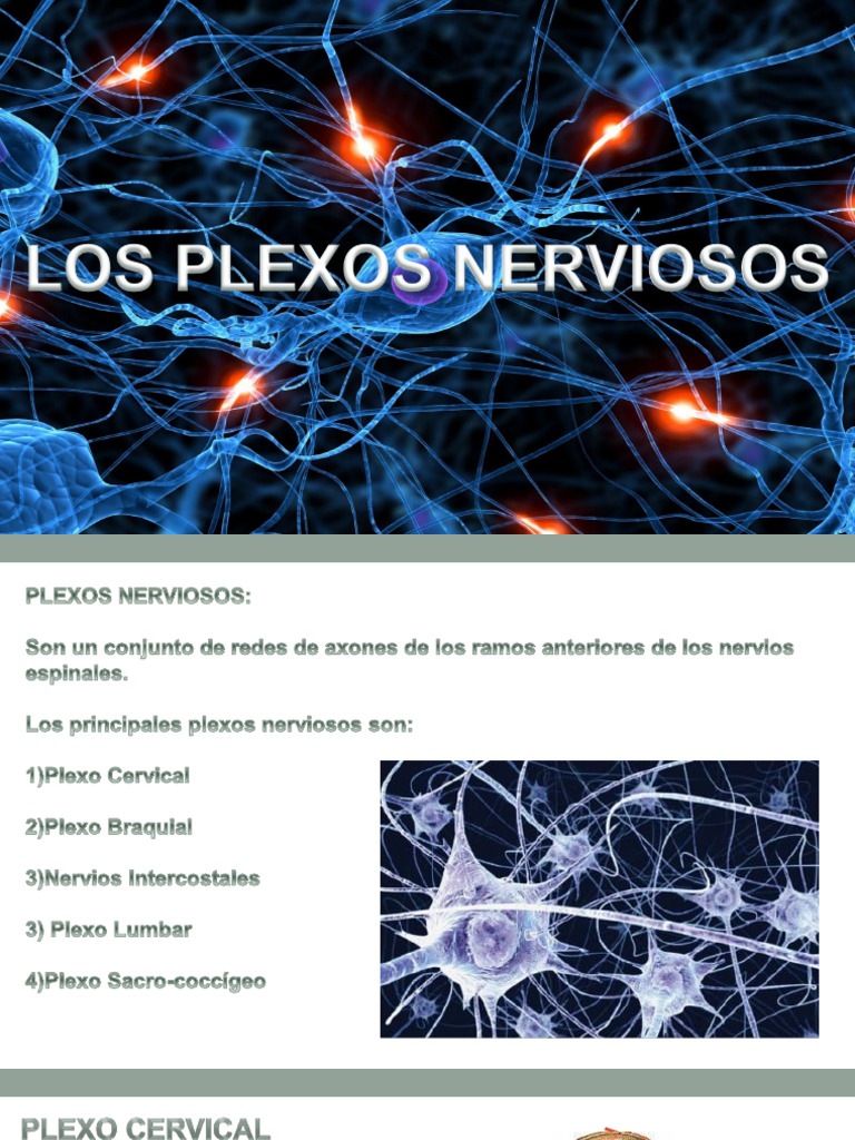 231872699-Plexos-Nerviosos | PDF | Anatomía del miembro inferior ...