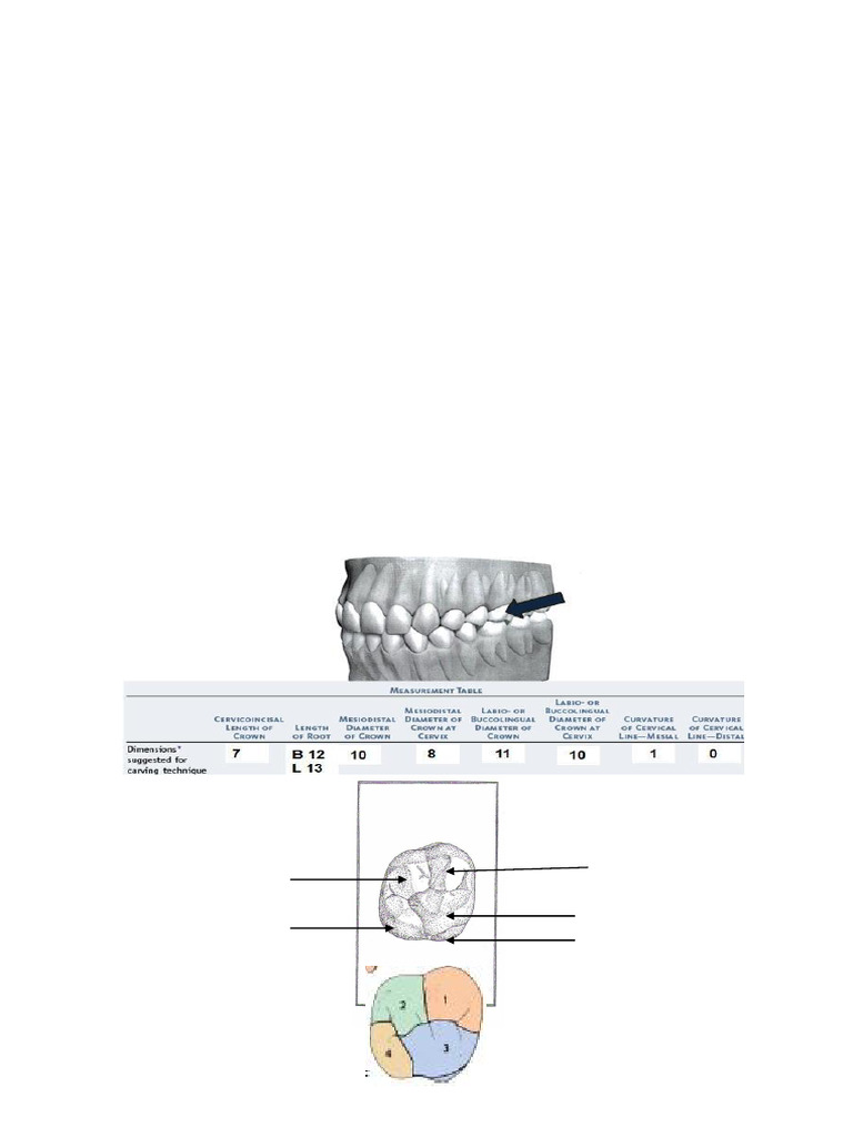 Maxillary Molars Lec.10 Stage 1 | PDF | Dental Anatomy | Tooth
