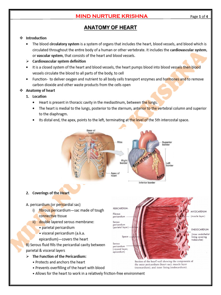 L-1 Anatomy of Heart | PDF | Heart Valve | Heart