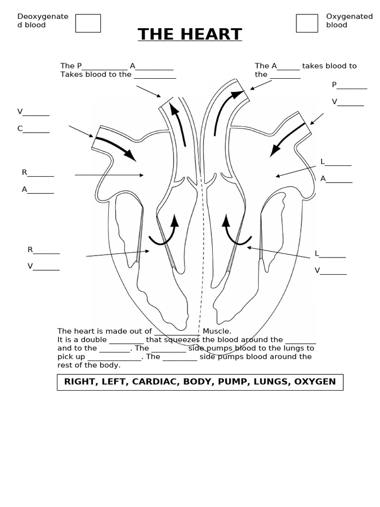 Heart @ Practice Worksheet (1) (2) | PDF