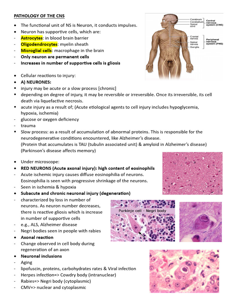 PATHOLOGY OF THE Central Nervous System part 1 notes | PDF ...