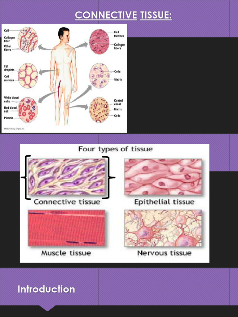 4. Connective Tissue | PDF | Connective Tissue | Extracellular Matrix