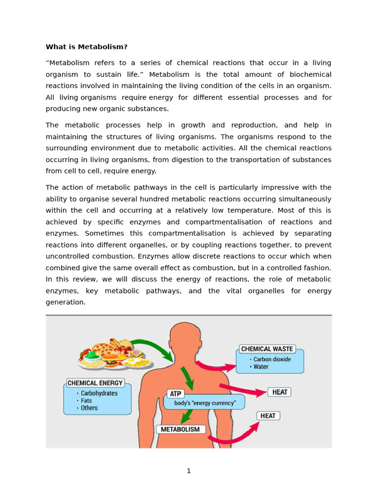 What is Metabolism | PDF | Metabolism | Cellular Respiration
