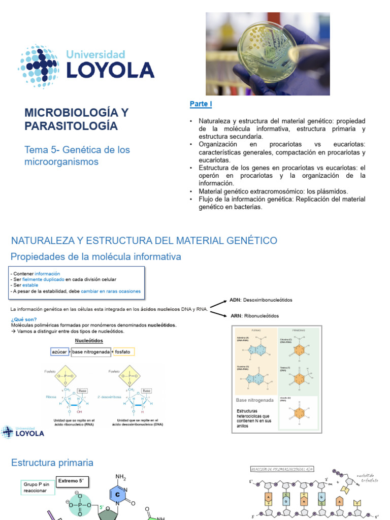 Tema 5_GenéticadelosMicroorganismos_ParteI | PDF | Replicación De Adn | Adn