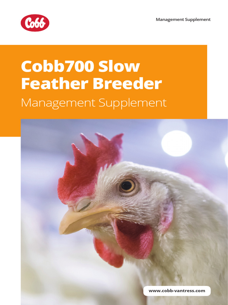 Cobb700 Slow Feather Breeder Management Supplement | PDF | Chicken ...