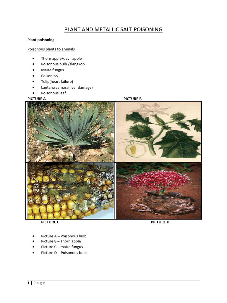 Plant and Metallic Salt Poisoning (2026) | PDF