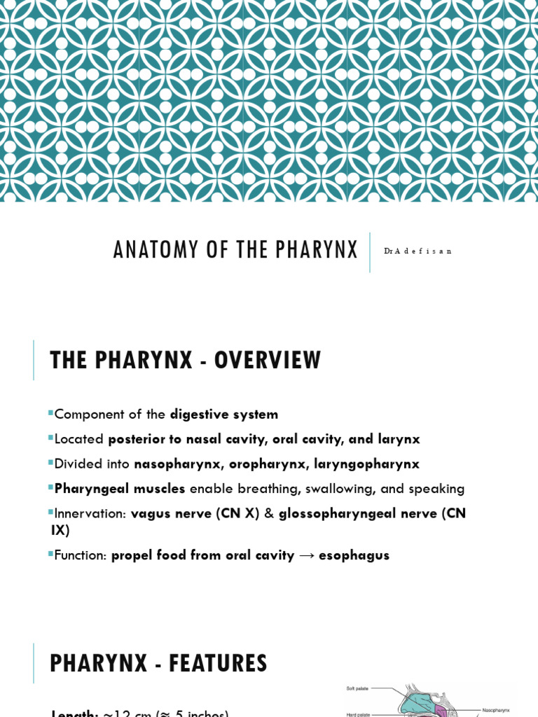 1 Anatomy of the Pharynx | PDF | Larynx | Human Head And Neck