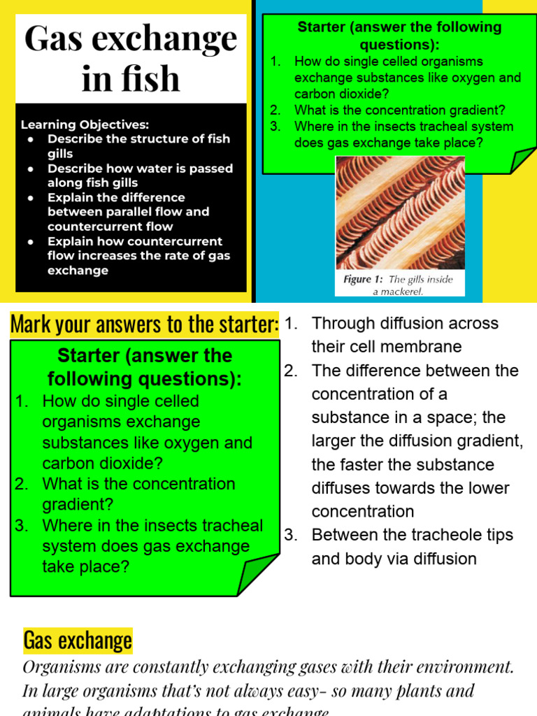 6.3 Gas Exchange in Fish (Print Slide 7) | PDF | Gill | Diffusion