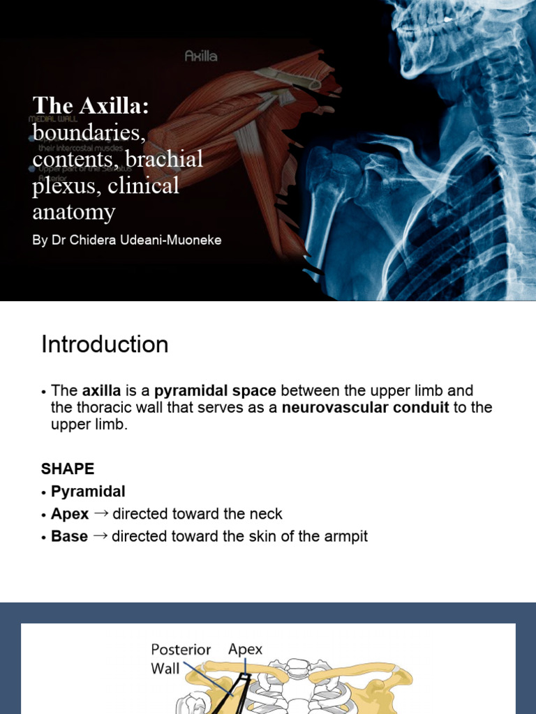 -Axilla for Medical Students | PDF