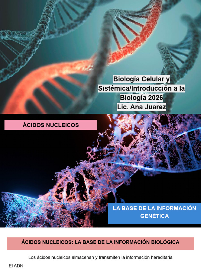 CLASE NÚCLEO, DUPLICACIÓN DEL ADN Y SÍNTESIS DE ARN | PDF | Replicación ...