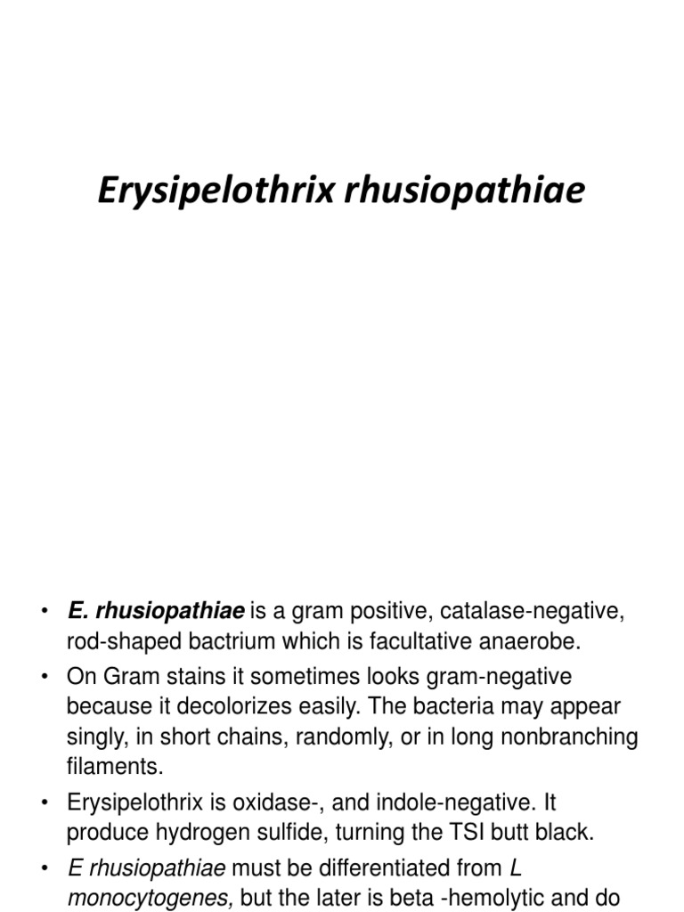 Erysipelothrix Rhusiopathiae and Gardnerella12 PDF Bacteria
