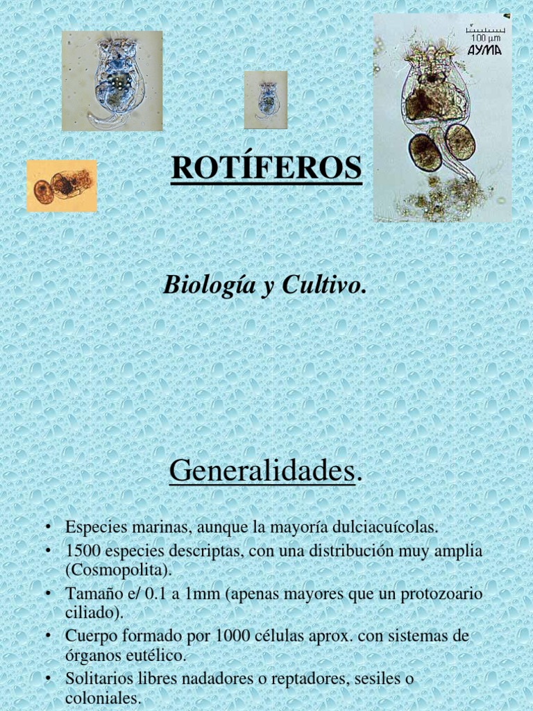 ROTÍFEROS | PDF | Zoología | Biología