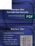 Western Blot e Intradermorreacción