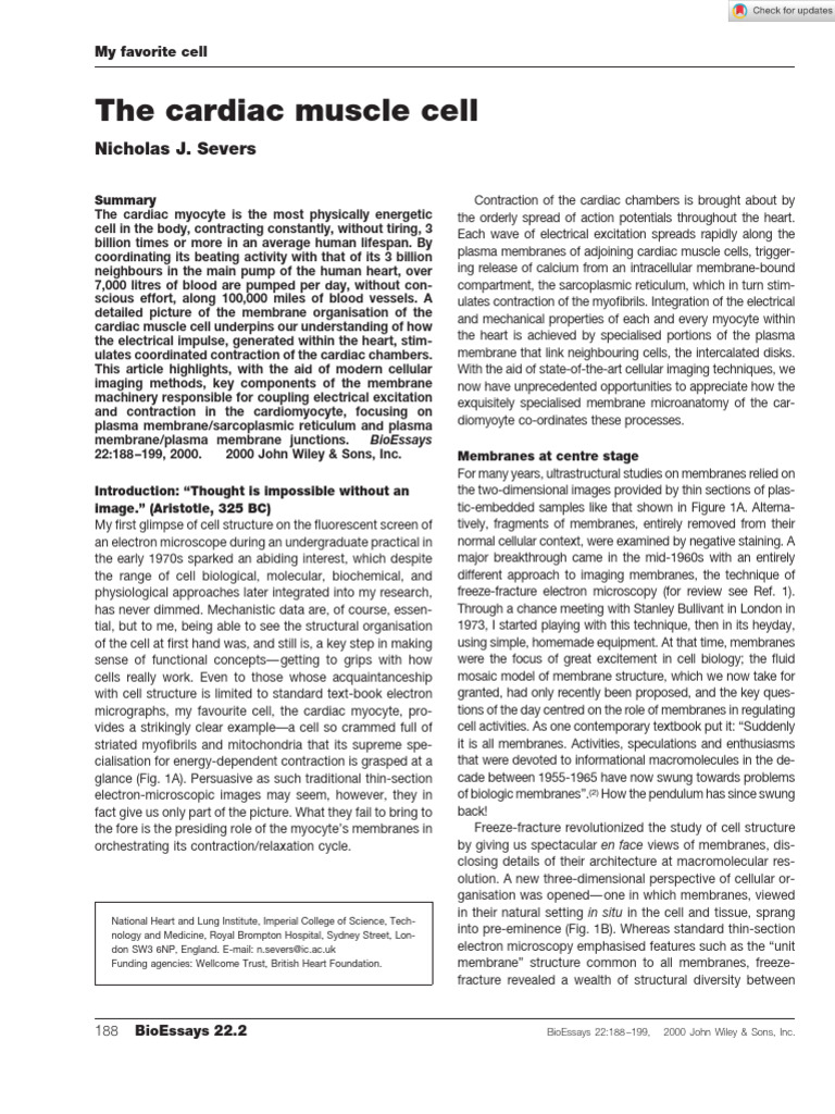 BioEssays - 2000 - Severs - The Cardiac Muscle Cell | PDF | Cardiac ...