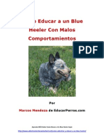 Como Educar A Un Blue Heeler Con Malos Comportamientos